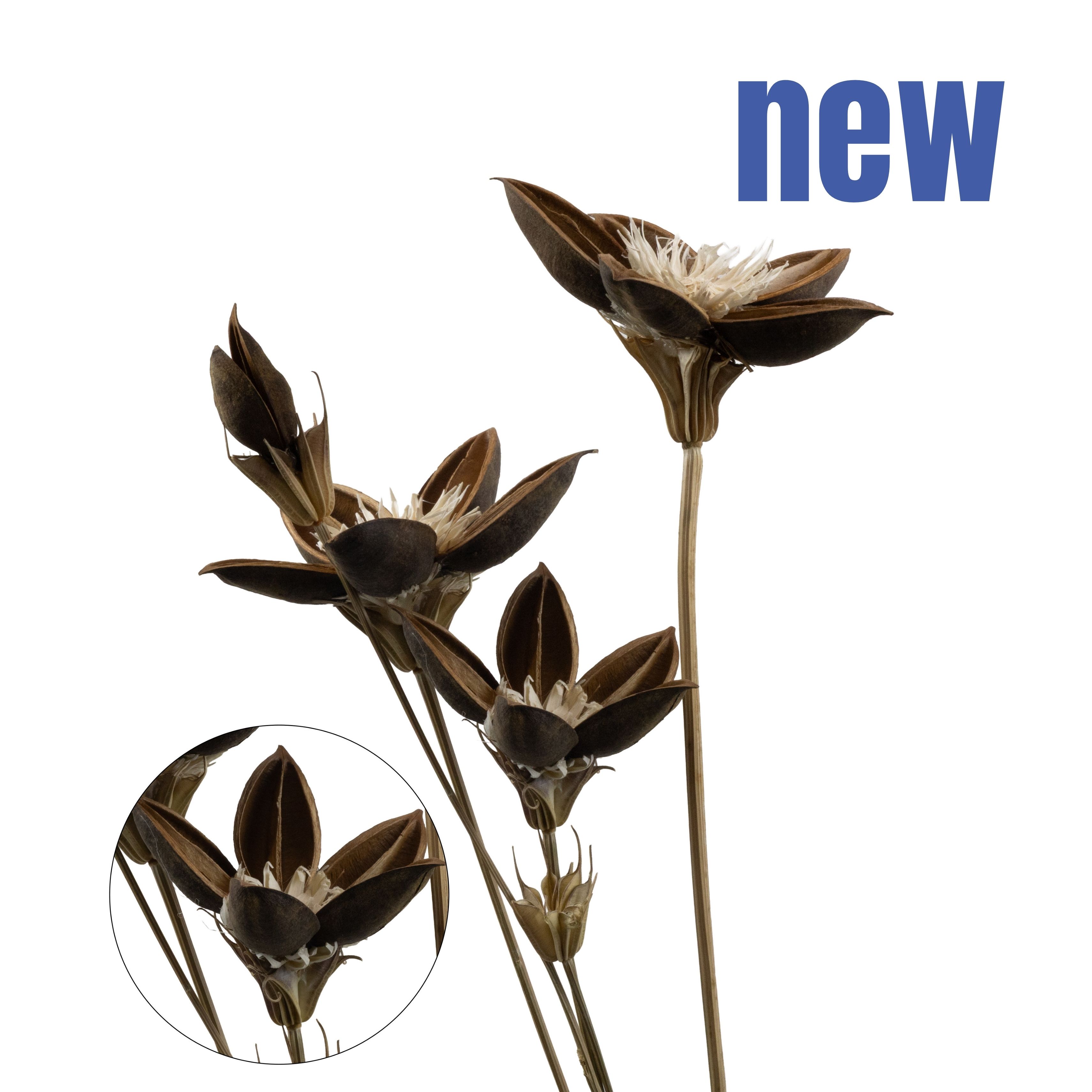 Черешня Ревна